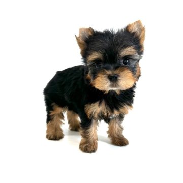 ヨークシャーテリア【愛知県・女の子・2024年8月20日・スチールブルー&タン】の写真「⭐️3匹兄妹とも小ぶりです⭐️」