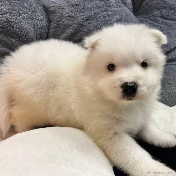 ID：2502-00561の子犬