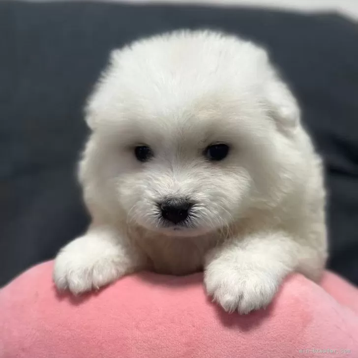 サモエド【栃木県・女の子・2025年10月31日・ホワイト】の写真1