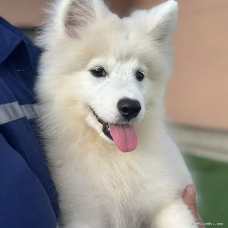 ID：2508-00737の子犬