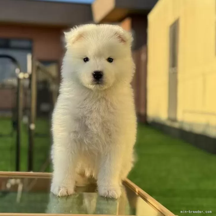 ID：2503-02446の子犬