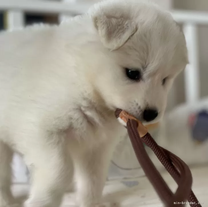 ID：2411-07100の子犬