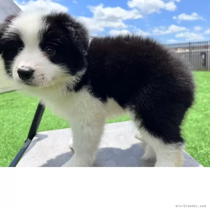 Y.K 様のお迎えした子犬