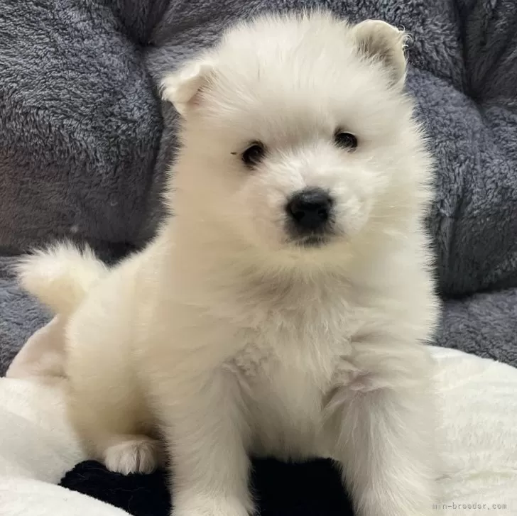 サモエド【栃木県・男の子・2024年12月30日・ホワイト】の写真1