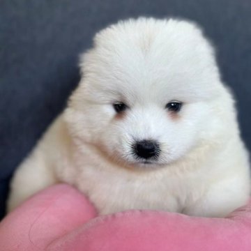 サモエド【栃木県・女の子・2025年10月31日・ホワイト】の写真「ぬいぐるみのような」