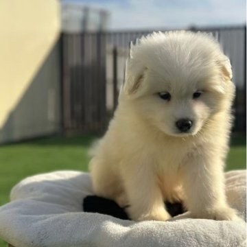 サモエド【栃木県・男の子・2025年9月22日・ホワイト】の写真「元気いっぱい」