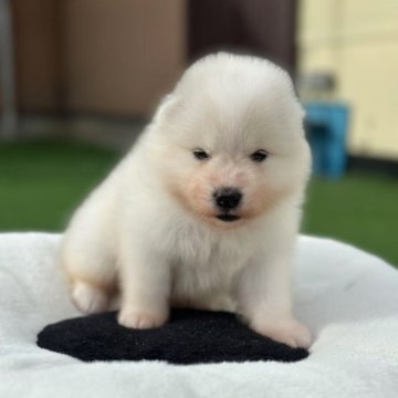 サモエド【栃木県・男の子・2025年7月2日・ホワイト】の写真「イケメンの子」