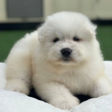 サモエド【栃木県・男の子・2025年9月22日・ホワイト】の写真「元気いっぱい，40日3kg！！！」