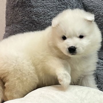 サモエド【栃木県・女の子・2024年12月30日・ホワイト】の写真「かわいいサモエド」