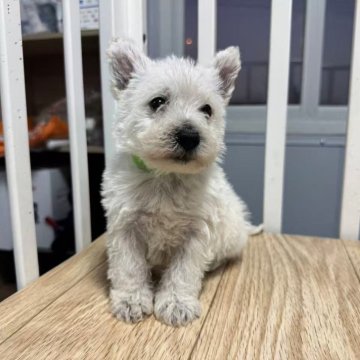 ウエストハイランドホワイトテリア【栃木県・男の子・2025年11月2日・ホワイト】の写真「明るく人懐こい性格で家族にすぐ馴染みます🐶」