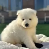 サモエド