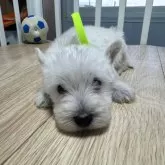 ウエストハイランドホワイトテリア