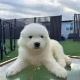 サモエド