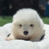 サモエド