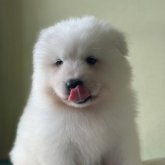 サモエド