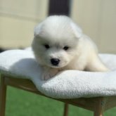 サモエド