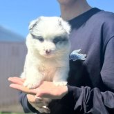ボーダーコリー