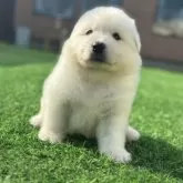 サモエド