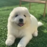 サモエド