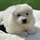 サモエド