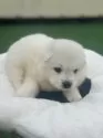 サモエド