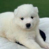 サモエド