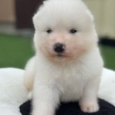 サモエド