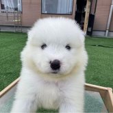 サモエド