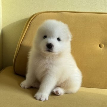 サモエド【栃木県・男の子・2024年7月9日・ホワイト】の写真「両親海外輸入犬、微笑天使」