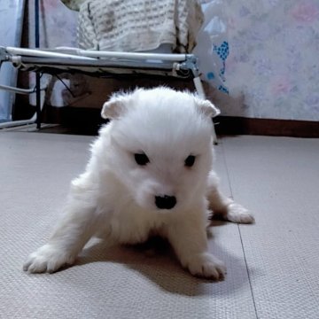 サモエド【栃木県・男の子・2024年2月8日・ホワイト】の写真「両親は海外から輸入された犬です。イケメンの子」