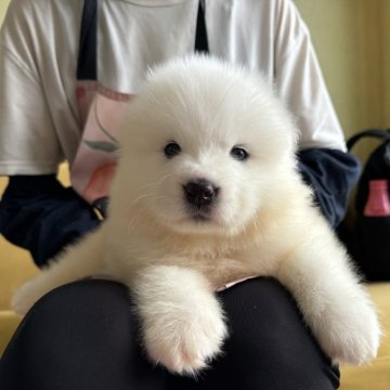 サモエド【栃木県・男の子・2024年7月9日・ホワイト】の写真「両親海外輸入犬、微笑天使」