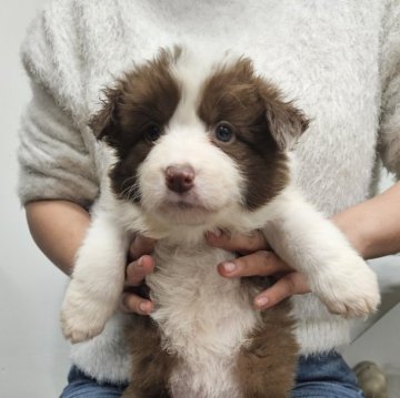 ボーダーコリー【栃木県・女の子・2024年1月18日・チョコホワイト】の写真「かわいい女の子」