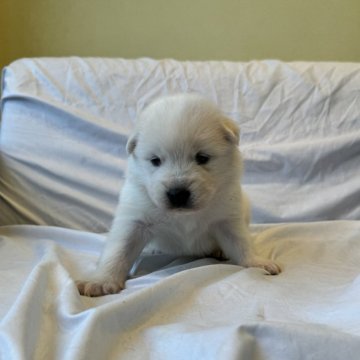 サモエド【栃木県・男の子・2024年4月14日・ホワイト】の写真「両親海外輸入犬、たくましい男の子」