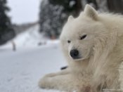 サモエド【・男の子・2022年12月8日・ホワイト】