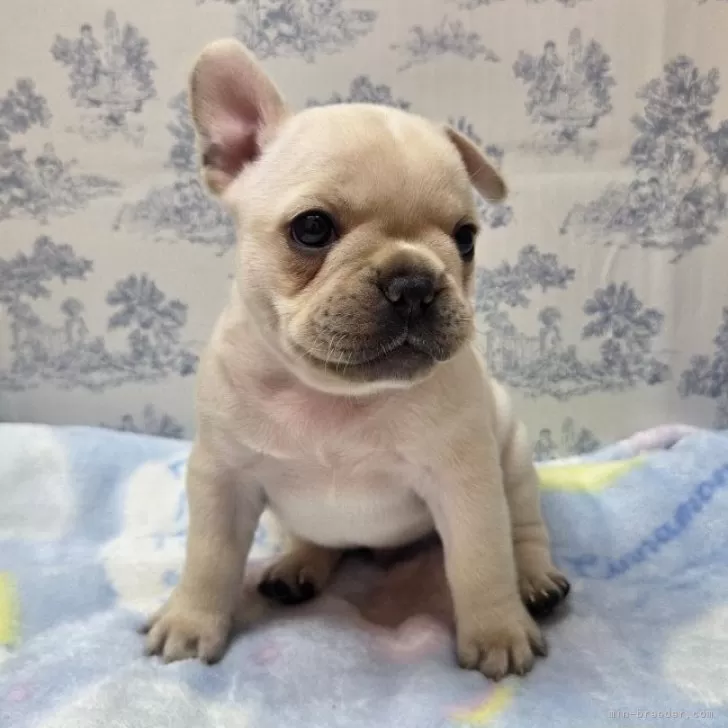 ID：2503-03108の子犬
