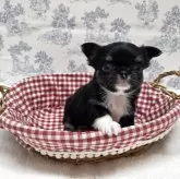 チワワ(ロング)