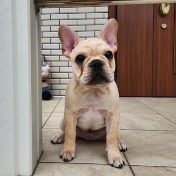 フレンチブルドッグ【兵庫県・男の子・2024年6月21日・クリーム】の写真「元気いっぱいきれいなクリーム色です！」