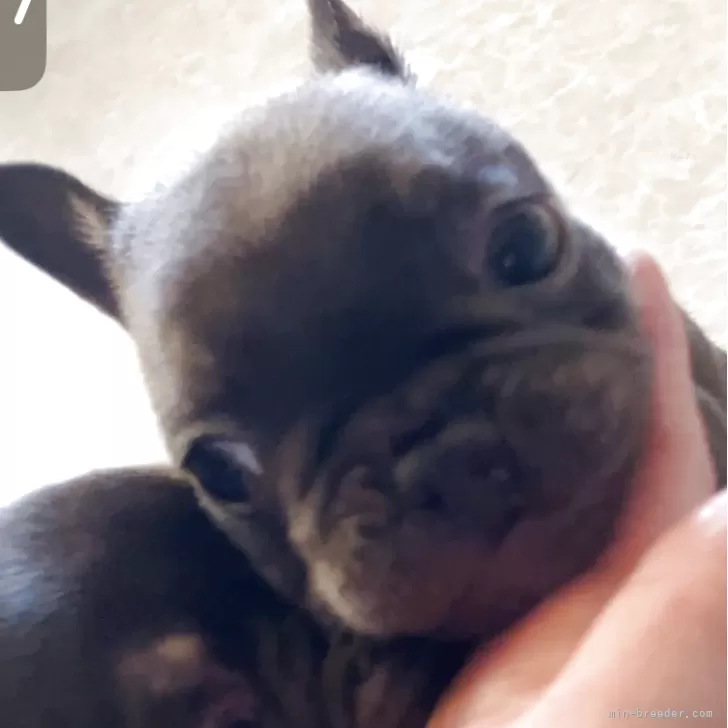 ID:2505-02149の子犬