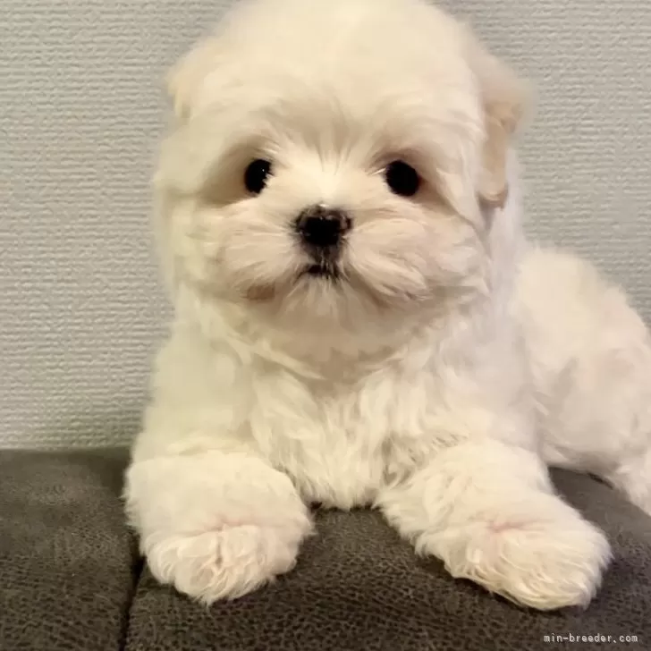ID:2502-03853の子犬