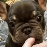 フレンチブルドッグ
