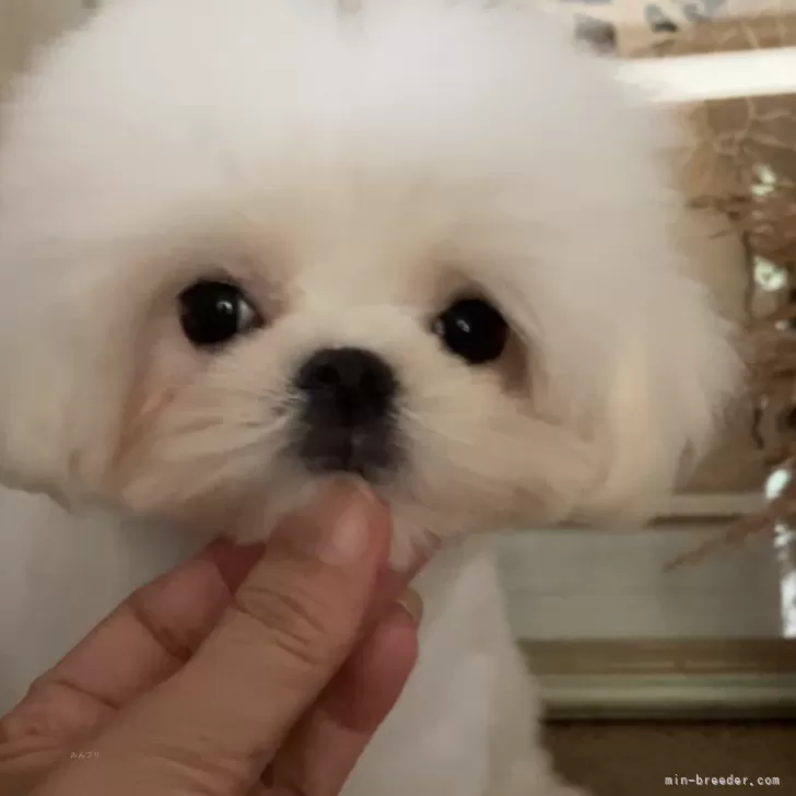 yuu 様のお迎えした子犬