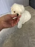 マルチーズ【群馬県・男の子・2024年5月2日・ホワイト】の写真3