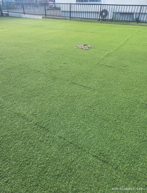 運動スペース｜中本　未世(なかもと　みよ)ブリーダー(奈良県・ダルメシアン・JKC登録)の紹介写真5