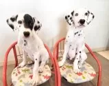 ダルメシアン【奈良県・男の子・2025年6月1日・ホワイト&ブラック】の写真4