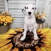 ダルメシアン【奈良県・男の子・2025年6月1日・ホワイト&ブラック】の写真5