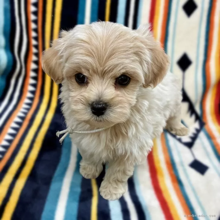 マルプー(マルチーズ×トイプードル)【広島県・男の子・2025年10月8日・クリーム】の写真1「元気でかわいい男の子です！緊張してま～す！」