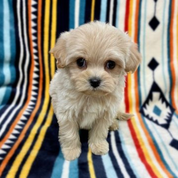 マルプー(マルチーズ×トイプードル)【広島県・女の子・2025年10月8日・クリーム】の写真「おっとりした性格のかわいい女の子です！」