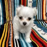 チワマル(マルチーズ×チワワ)【広島県・女の子・2025年9月12日・ホワイト】の写真2「こぶりでかわいい女の子です！」