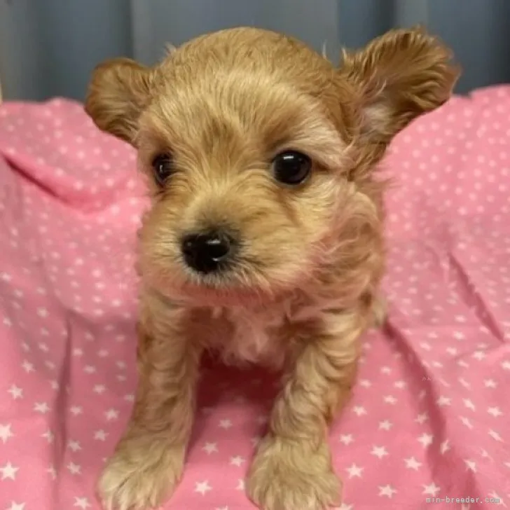 ID:2309-00036の子犬