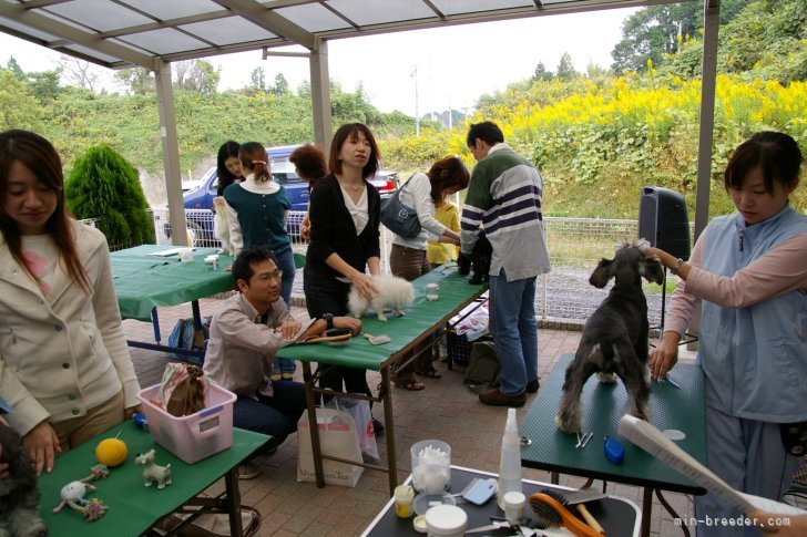 合同お手入れセミナーの様子です｜井上　正樹(いのうえ　まさき)ブリーダー(三重県・バセットハウンドなど・JKC登録)の紹介写真2